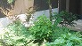_2008_05_ferns.jpg
