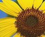 _2008_07_helianthus.jpg