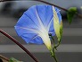 _2008_09_ipomoea.jpg