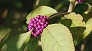 _2008_10_callicarpa.jpg