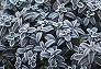 _2009_01_polygala_frost.jpg