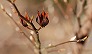 _2009_01_stewartia.jpg