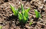 _2009_02_tulipa.jpg
