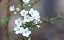 _2009_03_spiraea.jpg