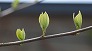 _2009_03_styrax.jpg