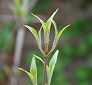 _2009_04_cornus_officinalis.jpg