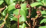 _2009_04_dryopteris.jpg