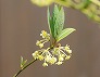 _2009_04_lindera.jpg