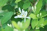 _2009_04_lonicera_morrowii.jpg
