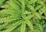 _2009_05_adiantum_pedatum.jpg