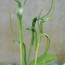 _2009_05_pinella.jpg