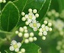 _2009_06_euonymus.jpg