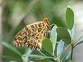 _2009_08_argyreus.jpg