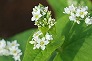 _2009_09_fagopyrum.jpg