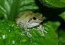 _2009_10_hyla.jpg