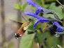 _2009_10_macroglossum1.jpg