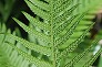 _2009_10_thelypteris_decur.jpg