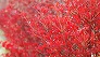 _2009_11_enkianthus.jpg