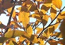 _2009_11_lindera.jpg