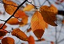_2009_12_carpinus1.jpg