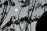_2009_12_moon.jpg