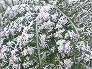 _2010_01_frost3.jpg