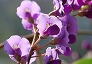 _2010_01_hardenbergia2.jpg