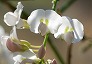 _2010_01_hardenbergia3.jpg