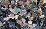 _2010_02_hedera_frost.jpg