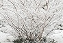 _2010_02_snow3.jpg
