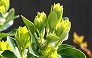_2010_03_euonymus.jpg