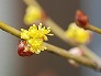 _2010_03_lindera.jpg