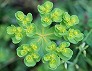 _2010_04_euphorbia.jpg