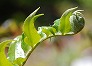 _2010_05_cyrtomium2.jpg