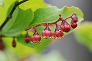 _2010_05_vaccinium2.jpg