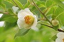 _2010_06_stewartia.jpg