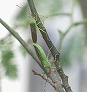 _2010_08_anacanthocoris.jpg