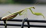_2010_10_tenodera.jpg
