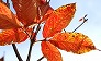 _2010_11_acer_nikoense.jpg