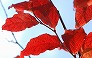 _2010_11_vaccinium.jpg