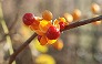 _2010_12_celastrus.jpg
