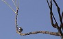 _2010_12_parus.jpg