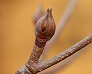 _2011_01_cornus_fl_bud.jpg