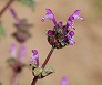 _2011_03_lamium.jpg