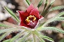 _2011_03_pulsatilla.jpg
