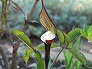 _2011_04_arisaema_sikokianum.jpg