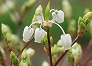 _2011_04_enkianthus_perulatus.jpg