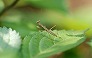 _2011_05_mantidae.jpg