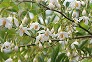 _2011_05_styrax.jpg