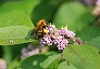 _2011_06_callicarpa1.jpg